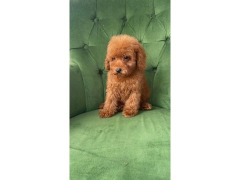 Evimizde büyüyen poodle yavrularımız
