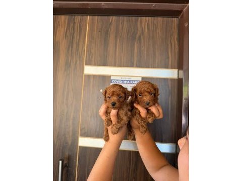 Maltipoo bebek yüzlü yavrularımız hazırlar