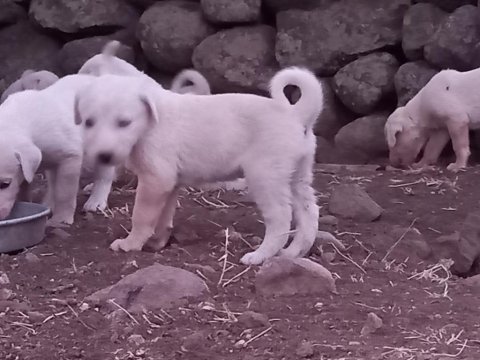 Safkan akbaş yavruları