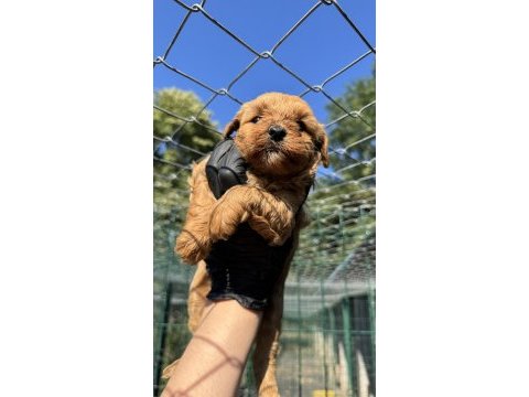 Köpeğimiz hakkında detaylı bilgi için arayın