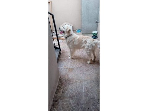 Golden retriever ücretsiz sahiplendirme