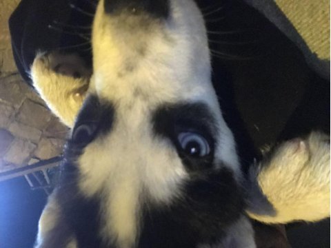3 aylık erkek husky
