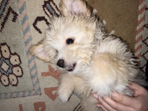 Bebek maltipoo 2,5 aylık