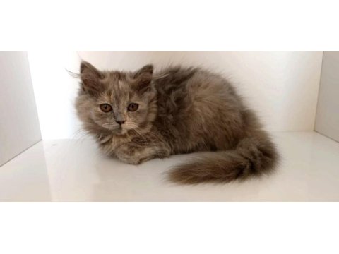 Sevimli ve pofuduk british longhair yavrumuz