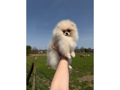 Dünyalar güzeli pomeranian yavrumuz yeni yuvasını bekliyor