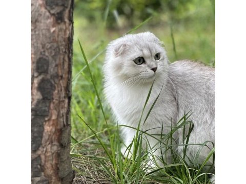 17 aylık scottish fold erkek