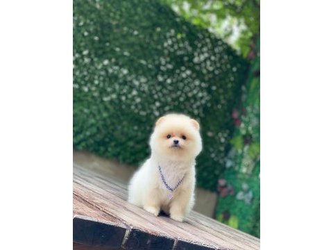 Orijinal pomeranian boo yavrumuz