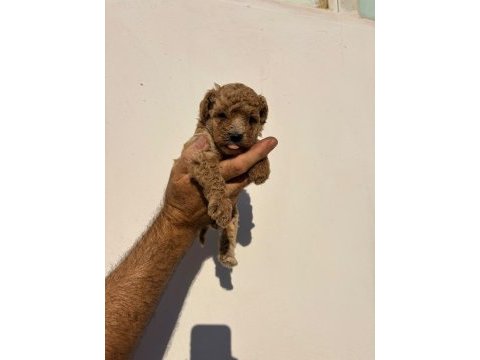 Poodle minikler yeni yuvalarına hazırlar