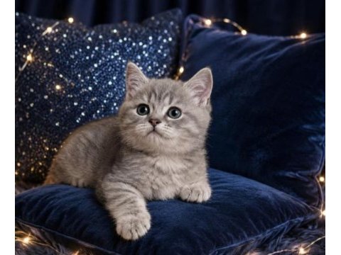 British longhair blue