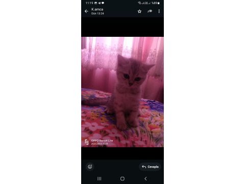 2 aylık erkek british shorthair