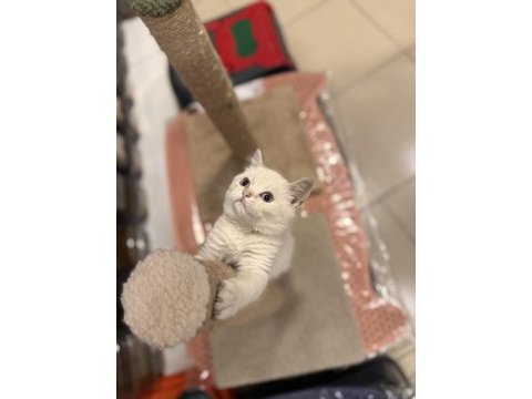 British shorthair iki aylık