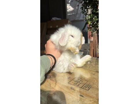 Veteriner hekimden yavru lop tavşanlar
