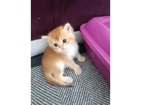Golden british shorthair muhteşem yavrular