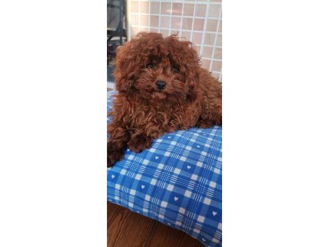 Toy poodle 6 aylık köpeğimiz