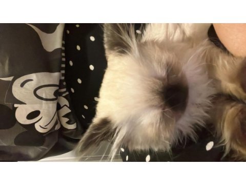 British longhair prensesim