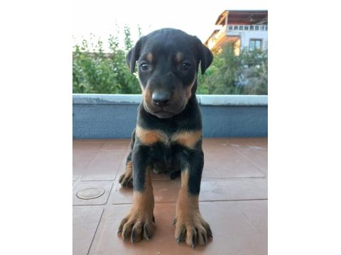 Teslime hazır doberman bebekler