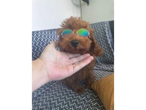 Toy poodle köpeğimiz