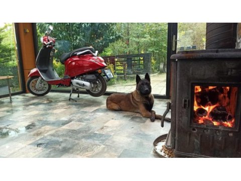 Orijinal belçika kurdu çok akılı köpek