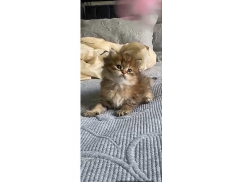 Sahibinden british longhair kedisi