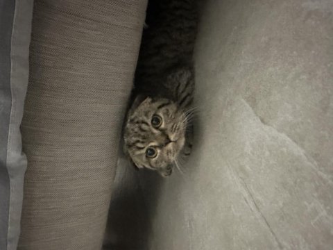 Sokağa atılan scottish fold yavruya ömürlük sahip aranıyor