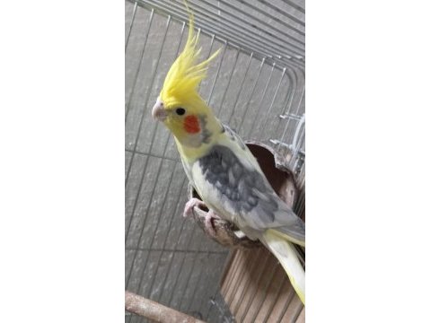 Acil satılık sultan papağanları