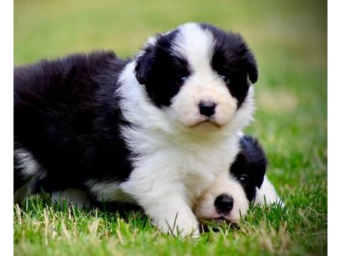 Erkek merle çok kaliteli border collie