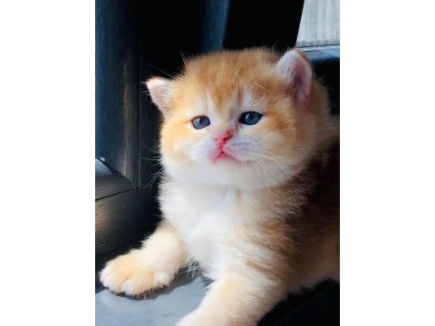 A kalite british shorthair golden yavrular