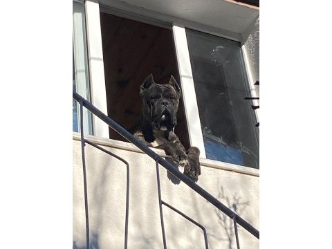 Kıf - fcı scr li anne ve babadan cane corso yavruları