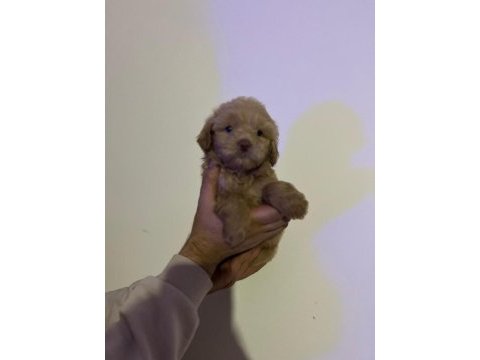 Maltipoo yavrularımızı canlı görerek alabilirsiniz