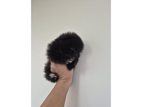 Pomeranian boo siyah yavru