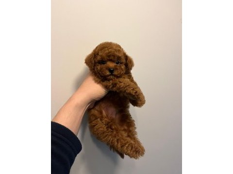Kore kan toy poodle premium yavrular