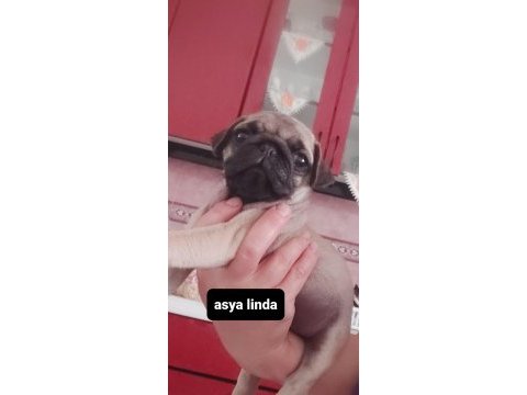 Pug mops bebekler