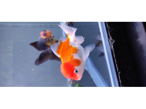İthal oranda thailand baby face oranda kaliteli