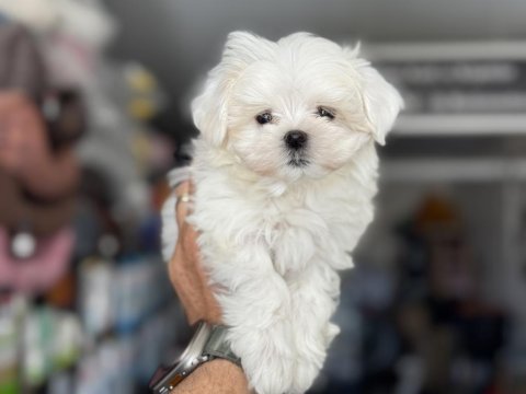 Petmode köpek çiftliğinden tea cup kore kan maltese