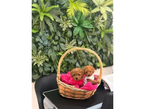 Toy poodle dişi ve erkek yavrumuz