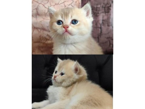 British shorthair kedimiz minoşa yeni yuva arıyoruz