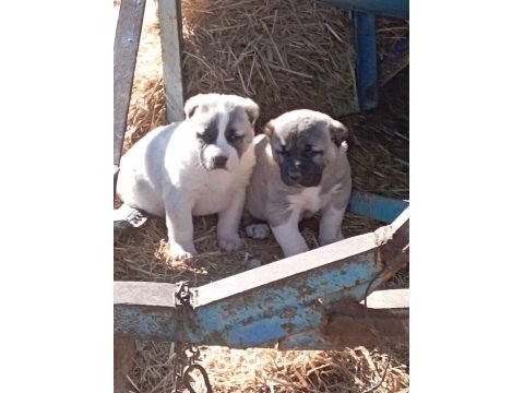 Kral yavruları köpekler