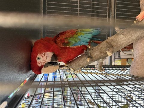 Belgeli çipli ara macaw papağanı citypetshop