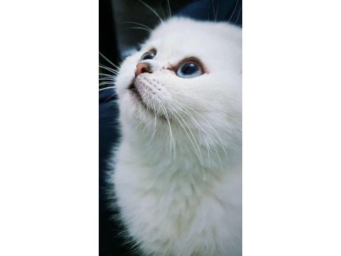 Scottish fold sivas merkez sadece