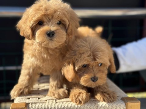Petmode köpek çiftliğiinde zyarete açık kore maltipoo