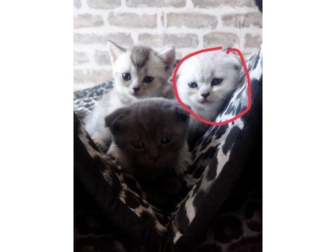 Yavru scottish fold sağlıklı anne sütü ile beslenen yavrular