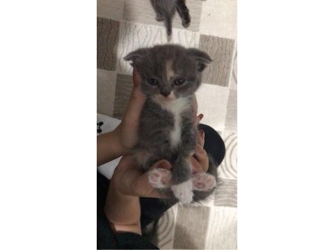 Scottish fold yavruları