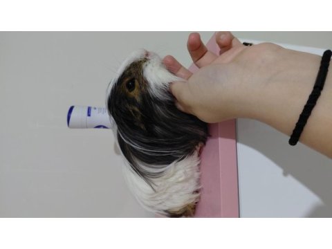 Erkek ginepig