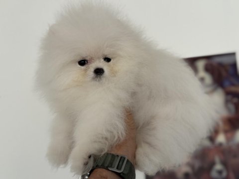 Petmode köpek çiftliğinde ziyarete açık pomeranian