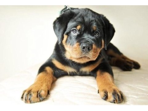Koca kafa rottweiler yavrularım