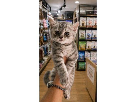 British shorthair silver 2,5 aylık yavru