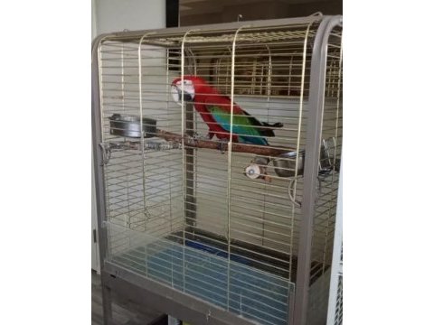 Red green macaw papağanı