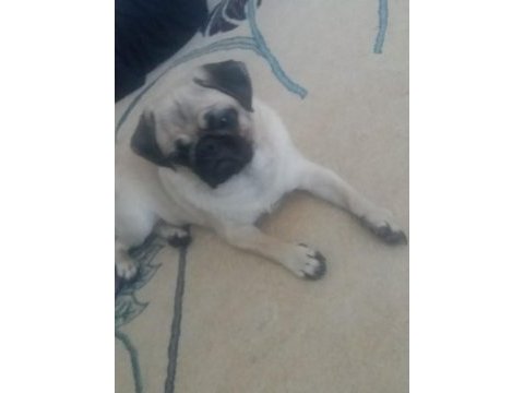 1 yaşında dişi pug