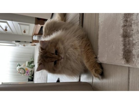 2 yaşında british longhair