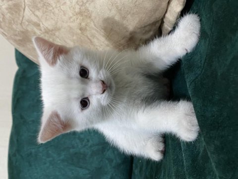 British shorthair erkek yavru